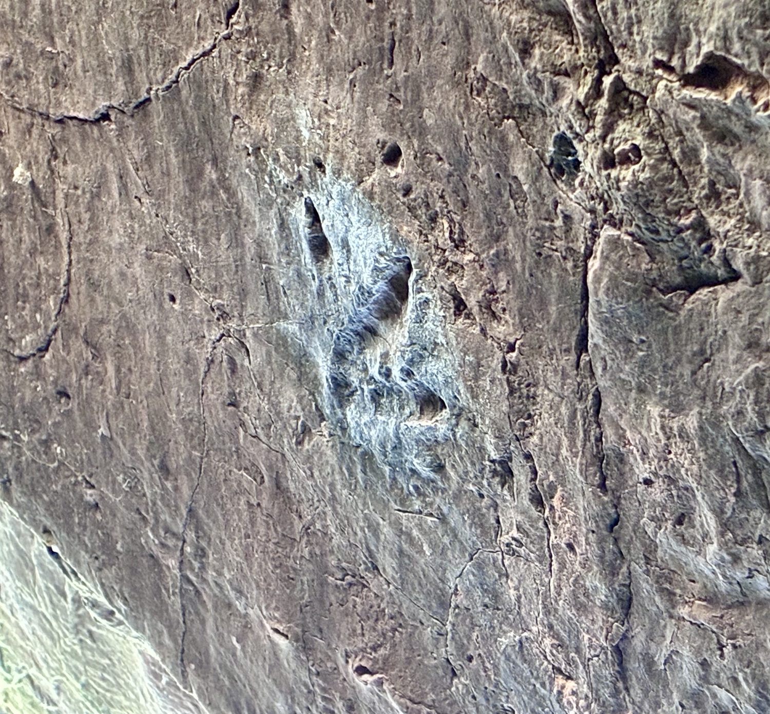 An animal track spotted on a ramble